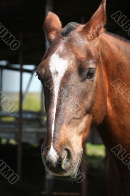 portrait of a young horse with beautiful eyes / ranch