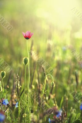 Wild poppies against morning light