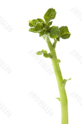 growing baby plant. potato