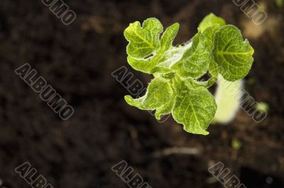 growing potato