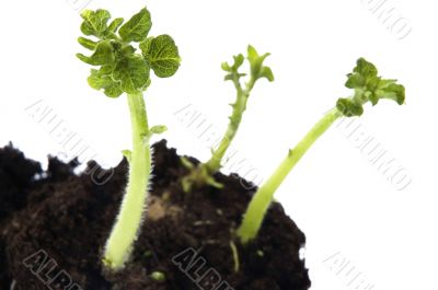 growing baby plant. potato