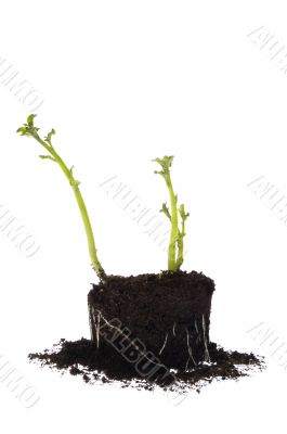 growing potato. baby plant growing potato. baby plant