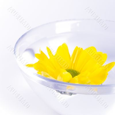 yellow flower