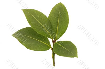 fresh bay leaf