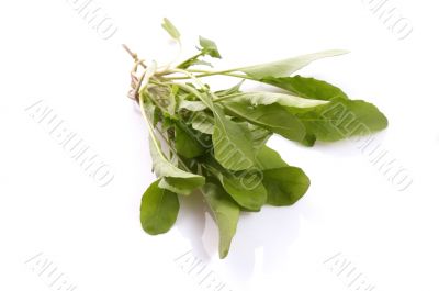 fresh rucola