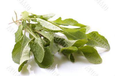 fresh rucola