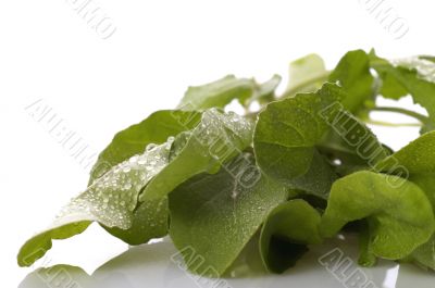 fresh rucola fresh rucola