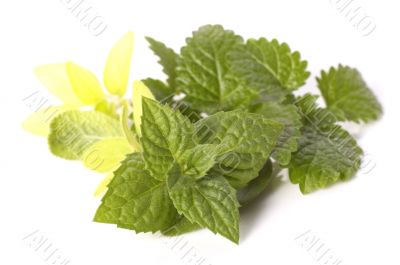 fresh herbs fresh herbs
