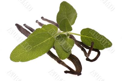 fresh sage and vanilla beans fresh sage and vanilla beans