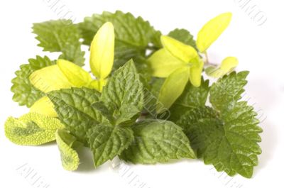 fresh herbs fresh herbs