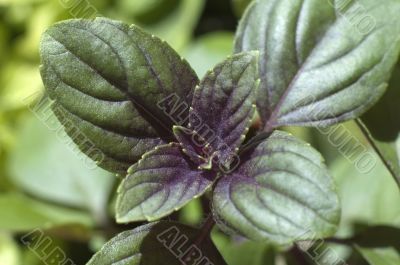 growing basil