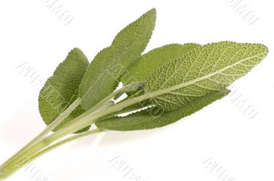 fresh sage