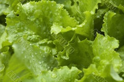 growing lettuce