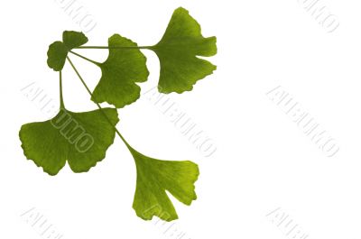 ginkgo biloba