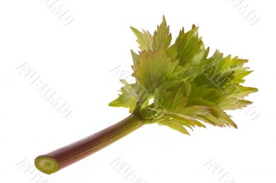 fresh lovage