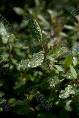 Droplets of dew on leaves