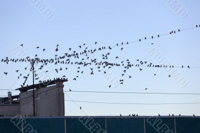 birds on roof