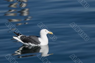 Floating Seagull