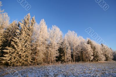 Frosen forest