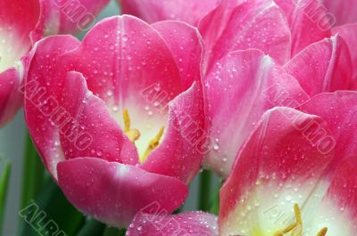 Spring pink tulips