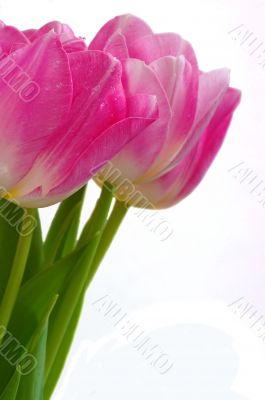Spring pink tulips