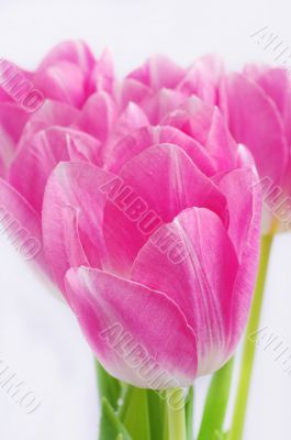 Spring pink tulips