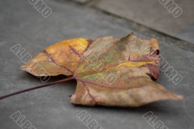 Fall leaf