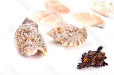 shells