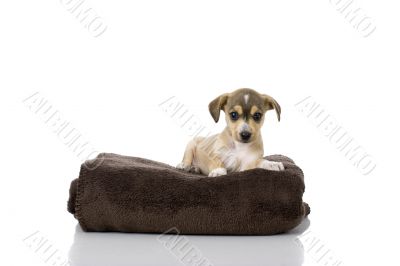 Cute Puppy Cute Puppy