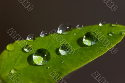 Drops on the leaf