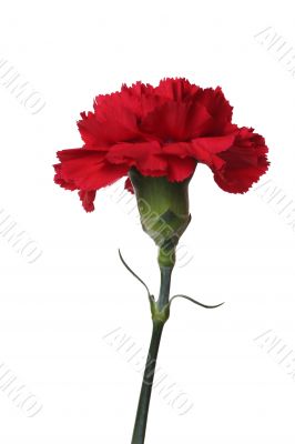 Red carnations are the flowers of victory.