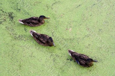 Ducks in in green morass