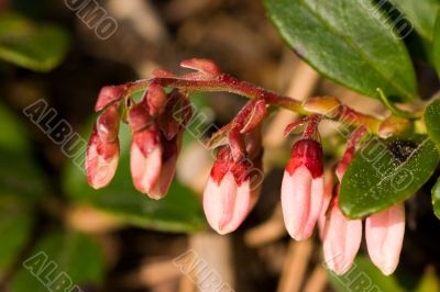 The cowberry blossoms