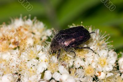 Beetle on the flowers