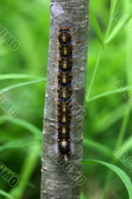 Caterpillar on the stem