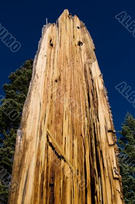 Decaying tree