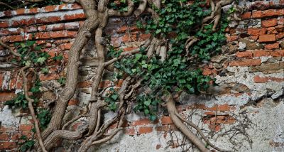 Tree trunks climb the brick wall