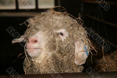 Devon Longwool sheep Devon Longwool sheep
