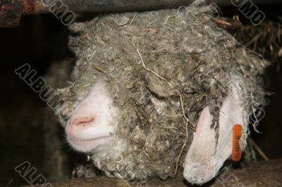 Devon Longwool sheep