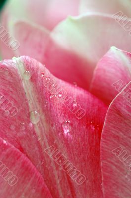 Lots of pink tulips`s petals