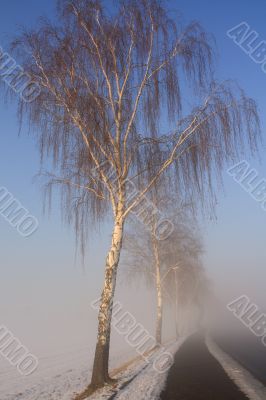 snow field in fog