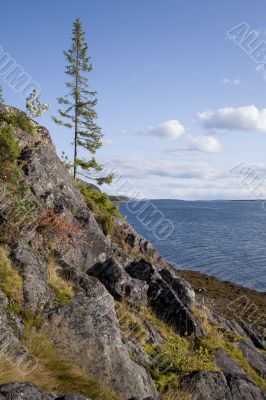 Fir on the slope mountain