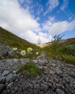 Poppy flower (Papaver radicatum Rottb)