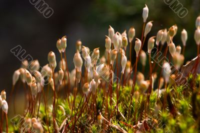 Polytrichum - haircap moss