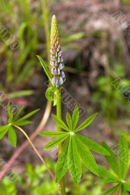 Light blue lupin
