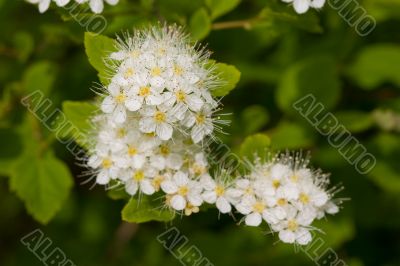 Bird cherry tree blooms