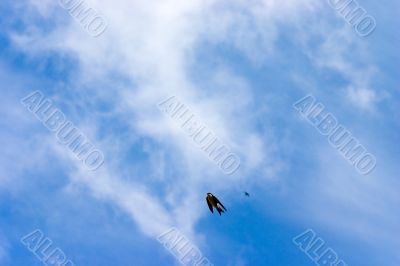 Swallow in skies