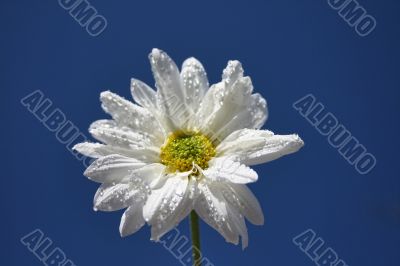 Spring Flower