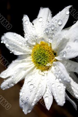 Spring Flower