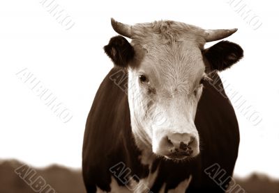 Sad cow